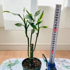【観葉植物】ミリオンバンブー・ストレート（3号スリット鉢つき）