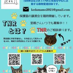 😸区役所で保護猫譲渡会😸 − 東京都