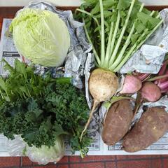 【お取引先決定済み】大き目さつまいもと野菜