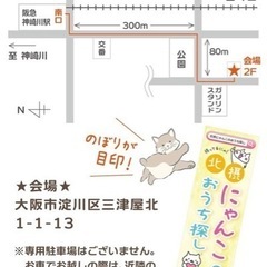 11月12日猫譲渡会in淀川区神崎川 - 大阪市