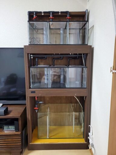 マンション水槽　オーバーフロー　集中濾過　メダカ　プレコ