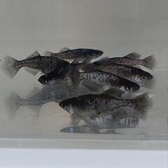 ブラックダイヤメダカ光体型 若魚１０匹 