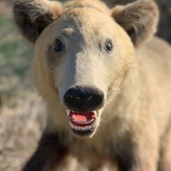 希少！！　クマの剥製