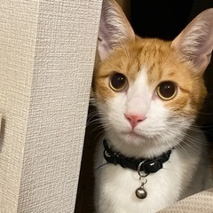 息子の猫アレルギーで医師に手放すことを勧められてしまいました　茶...