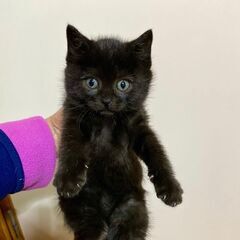 可愛い黒子猫