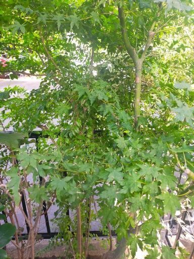 モミジ 青柳 鉢ごと引き取りに来てくださる方