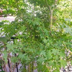 モミジ　青柳　鉢ごと引き取りに来てくださる方