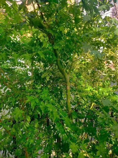 モミジ青柳鉢ごと引き取りに来てくださる方 (akko) 鶴川のその他の中古  