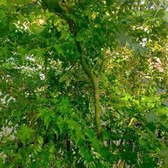 モミジ　青柳　鉢ごと引き取りに来てくださる方