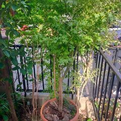 モミジ　青柳　鉢ごと引き取りに来てくださる方