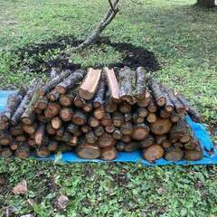 薪　梅の生木　キャンプ用、暖炉用