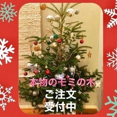 クリスマスは、🎄本物のモミの木で！！　１ヶ月間のレンタル可能です❗️