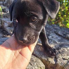 9月１日頃生まれ黒い子犬④