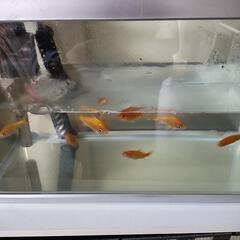 金魚8匹