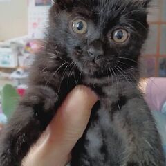 イケメンでとっても可愛く元気な黒猫 生後2ヶ月♂の画像