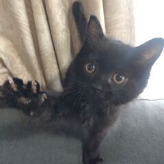 イケメンでとっても可愛く元気な黒猫 生後2ヶ月♂ - 掛川市