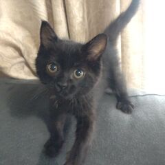 イケメンでとっても可愛く元気な黒猫 生後2ヶ月♂ - 猫