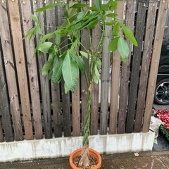 パキラ　編み込み　5本立ち　観葉植物