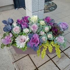 花苗　寄植え①