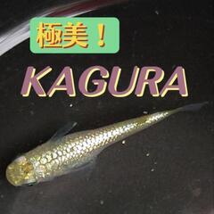 決まりました！極美!KAGURA メダカ　大きめ稚魚5匹。