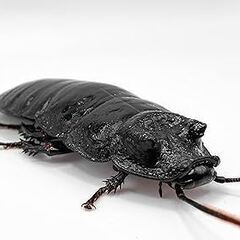 マダガスカルのBIGゴキブリ　Gromphadorrhina portentosa　 Black　ベビー￥350