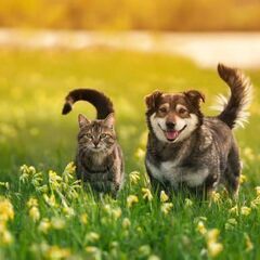 動物（犬や猫）の使命をお伝えします。