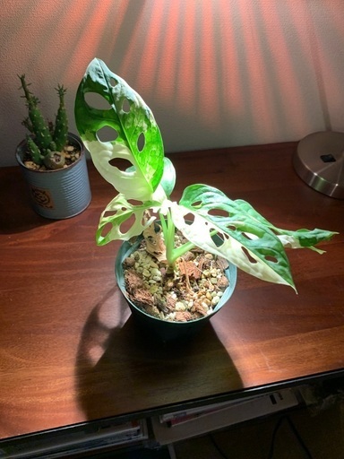 斑入りマドカズラ　観葉植物