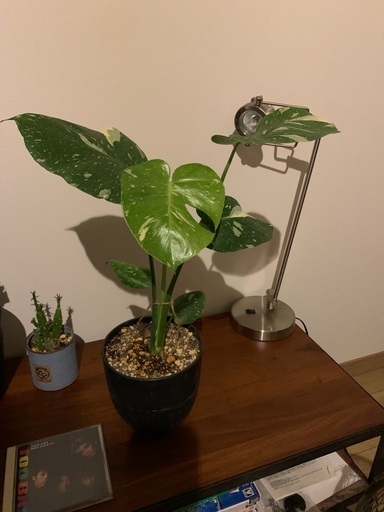 斑入りモンステラ