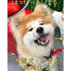 全犬種・猫対応ペットシッター