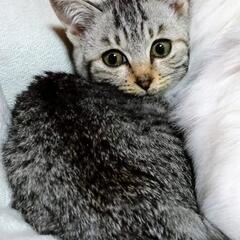 兄妹譲渡完了しました！子猫２ヶ月❣️グレーキジ♀とても小さいです❣️