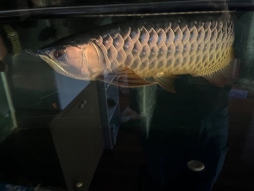 熱帯魚