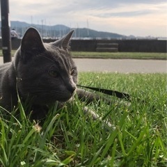 雑種(ロシアンブルー系) - 福岡市