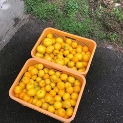 京都ゆず🍊今日収穫  無農薬 11個1000円