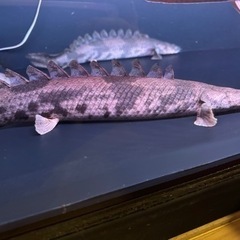 ポリプテルスエンドリケリー 8匹 （50cmup等）