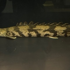 ポリプテルスエンドリケリー　8匹　（50cmup等） ポリプテルスエンドリケリー 8匹 （50cmup等）