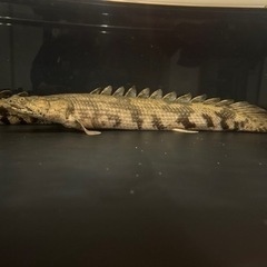 ポリプテルスエンドリケリー　8匹　（50cmup等） ポリプテルスエンドリケリー 8匹 （50cmup等）