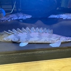 ポリプテルスエンドリケリー　8匹　（50cmup等）