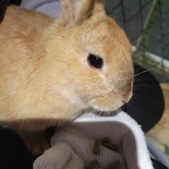 ミニうさぎ🐰の里親早急に募集中！ - 横浜市