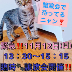 明日‼️11月12日(日)緊急開催‼️すみれペットクリニック様に...