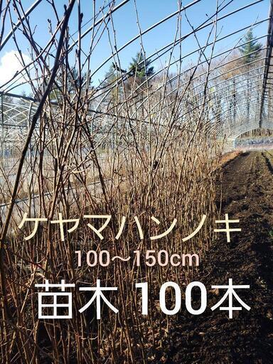 ケヤマハンノキ　苗木　100cm以上