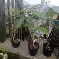 　茂木びわ　盆栽用苗 3鉢