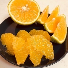 残りわずか　家庭用無農薬果物　柑橘系　スイートスプリング　グリーン