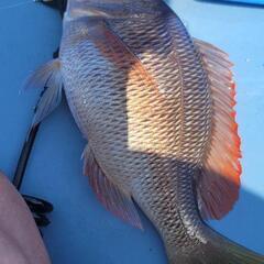 値下げ❗コンパクトカヤック