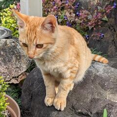 家族になっていただける方を探しています。 - 猫