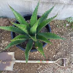 【アガベ】ジェントリージョーズ