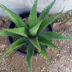 【アガベ】ジェントリージョーズ