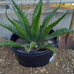 【アガベ】ジェントリージョーズ