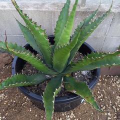 【アガベ】ジェントリージョーズ