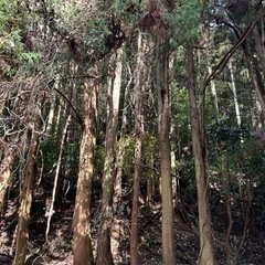 杉の木　木材　薪　丸太　やしの木
