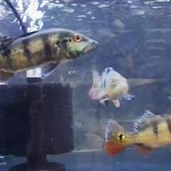 超超🉐✨ｱｲｽﾎﾟｯﾄｼｸﾘｯﾄﾞ  キクラ各種 個体✨